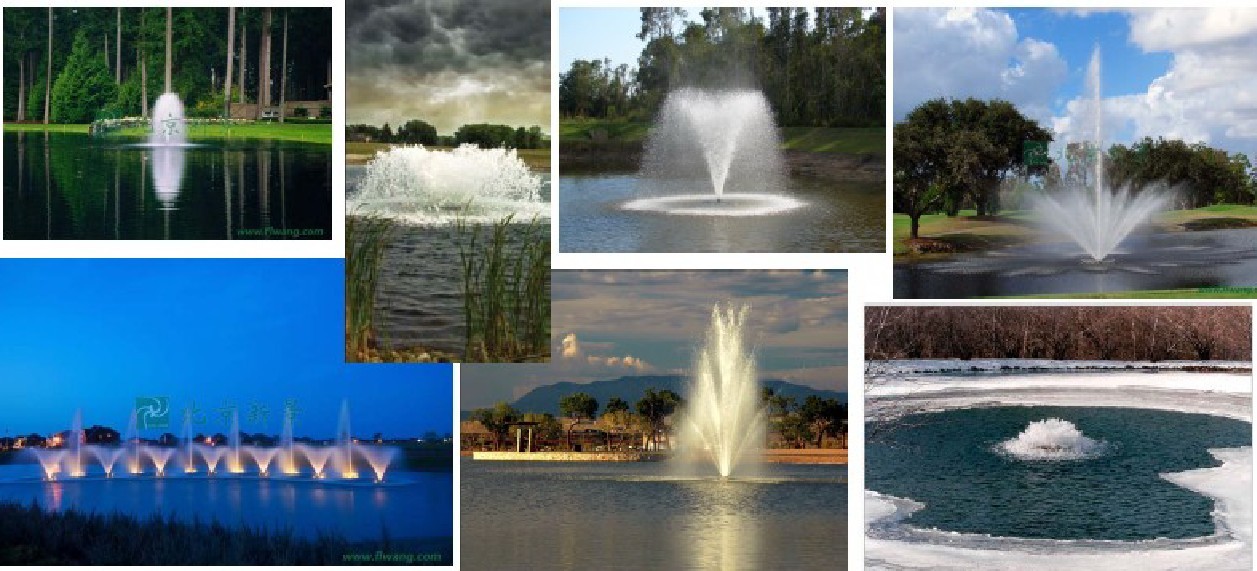 【三亿体育官网】中华金叶榆树赢得美誉(图1) 三亿体育官网